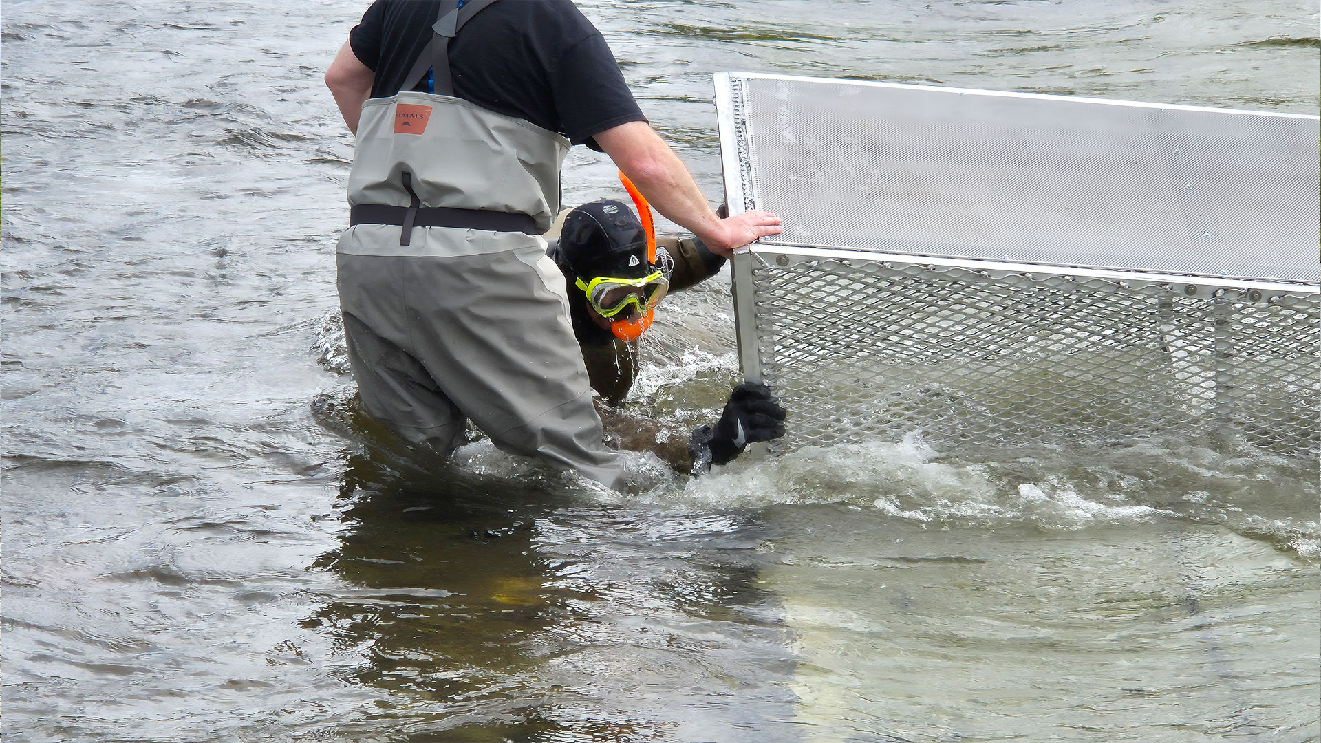 Pink Salmon Sorting System Installation