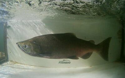 Simsonar FishCounter: Fish Monitoring in the Age of AI