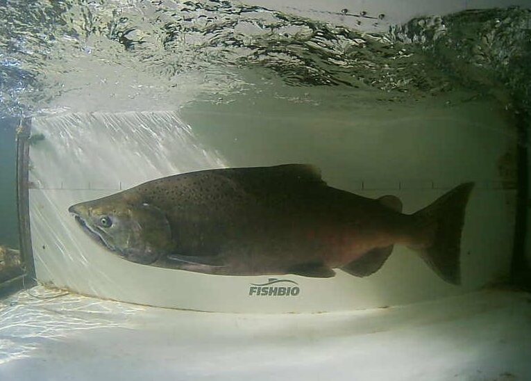 Simsonar FishCounter: Fish Monitoring in the Age of AI